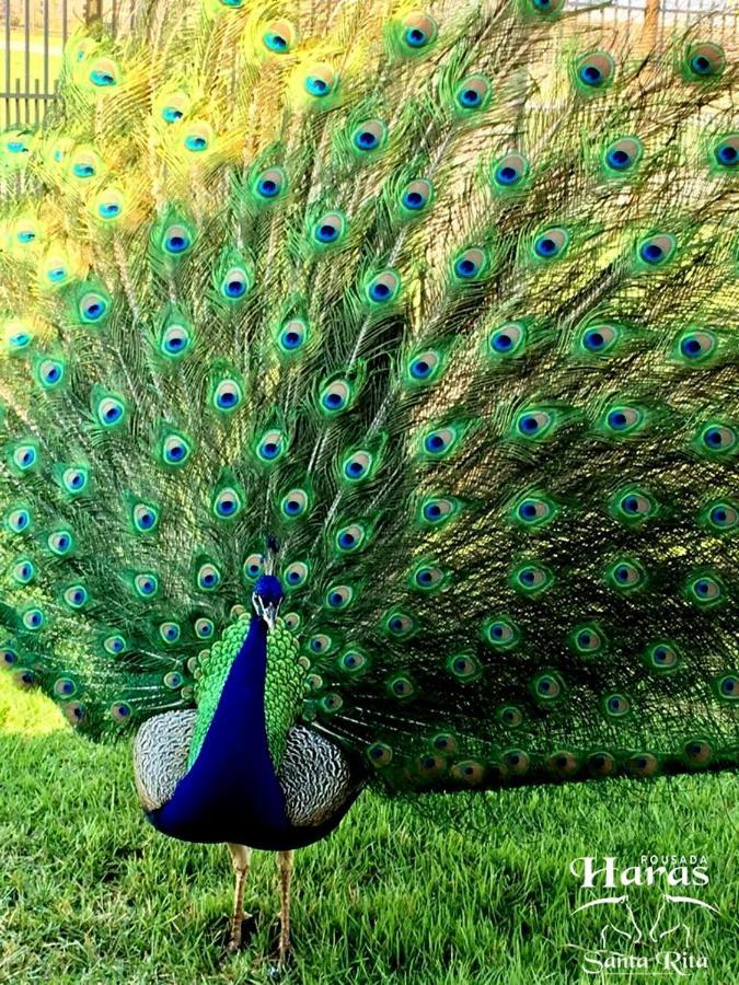 Pousada Haras Santa Rita Poconé Kültér fotó